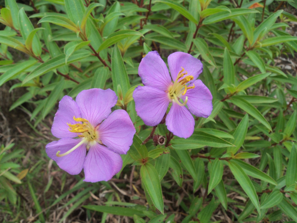 Osbeckia aspera Blume